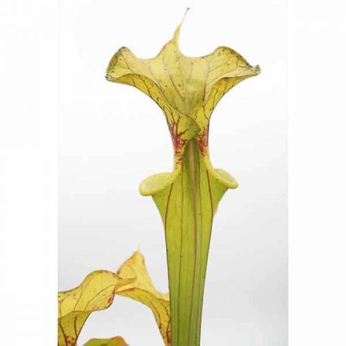 ioZeyZnmbt7A3tqs8Wrx.jpg ioZeyZnmbt7A3tqs8Wrx.jpg