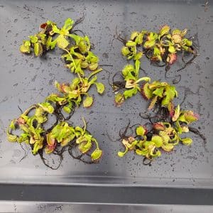 Offer: Dionaea muscipula, 25 plants