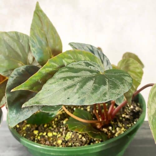 it7u4RcC8uFQcAv4mgeb.jpg it7u4RcC8uFQcAv4mgeb.jpg