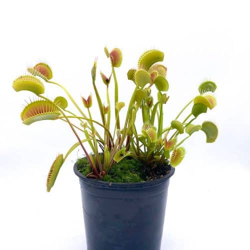 j6JQhBz313nFU1iKIxSX-1.jpg j6JQhBz313nFU1iKIxSX-1.jpg