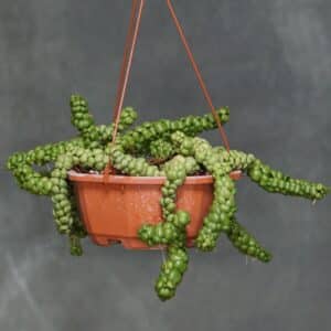 Dischidia nummularia "Pangolin Kiss"