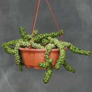 carnivorsandmore – Deine Quelle für seltene Pflanzen Dischidia nummularia "Pangolin Kiss"