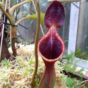 Nepenthes lowii, G. Trus Madi, 8-10 cm