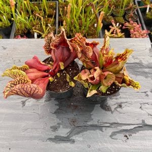 Sarracenia purpurea ssp. venosa, Reedy Creek x montana Tom's Swamp, 15-20 cm