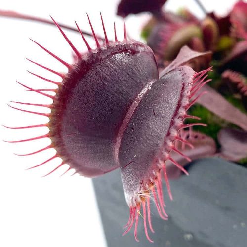 jHsCFTD0627ai9SVFUuo.jpg jHsCFTD0627ai9SVFUuo.jpg