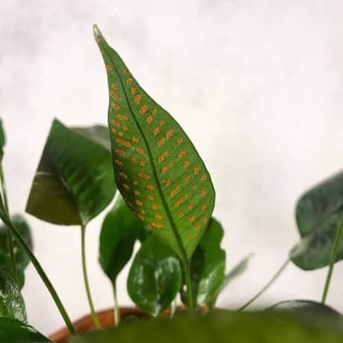 jSy8UXmBeH2gyGoPQNwi.jpg jSy8UXmBeH2gyGoPQNwi.jpg