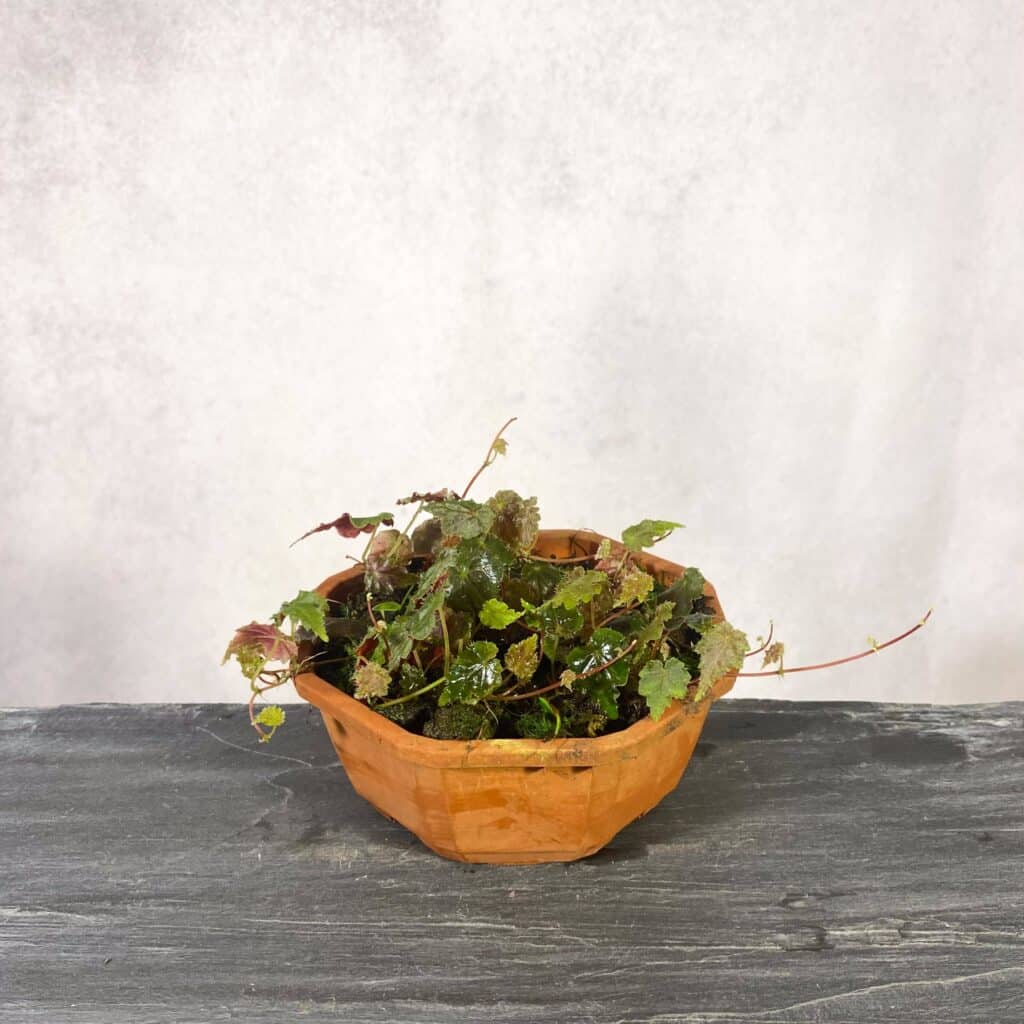 Begonia maurandiae