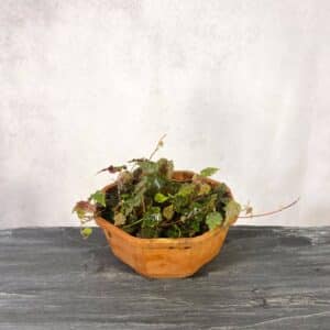 Begonia maurandiae