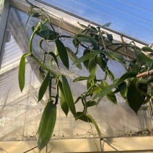 Vanilla planifolia, 50-70 cm