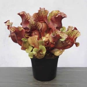 Sarracenia purpurea ssp. venosa var. burkei Chipola Giant, 20-25 cm