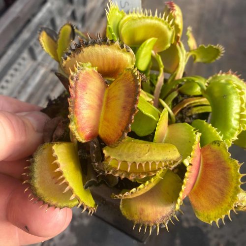 jwaAnH7kpyvBkp3VB9fT.jpg jwaAnH7kpyvBkp3VB9fT.jpg