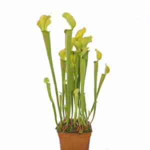 Sarracenia rubra ssp. alabamensis, Autauga Co, divisions or seedgrown plantsﾠ