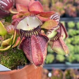 Cephalotus follicularis, ex Botanical Garden Wilhelma (and BG Mainz, same clone) - original clone