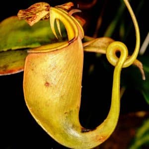 Nepenthes bicalcarata, 15+ cm