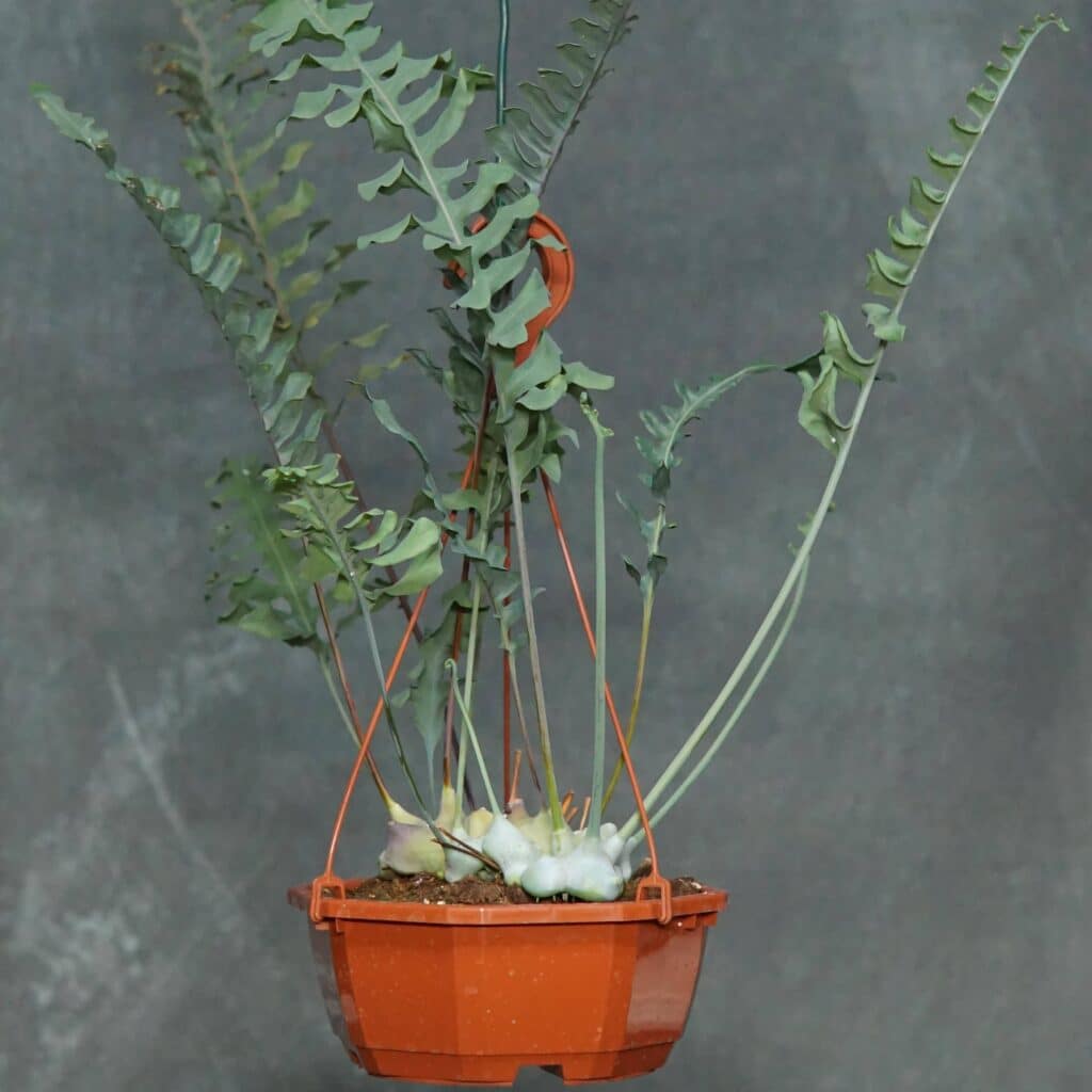 carnivorsandmore – Deine Quelle für seltene Pflanzen Lecanopteris curtisii