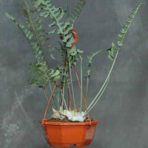 Lecanopteris curtisii