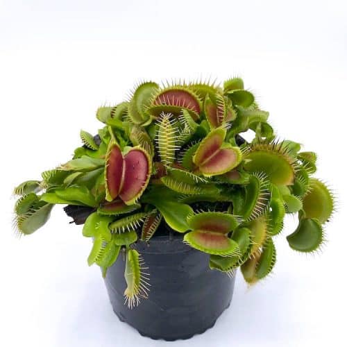 kJZlov457hGn7io4tJTT-1.jpg kJZlov457hGn7io4tJTT-1.jpg