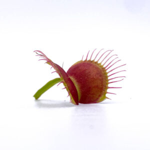 Dionaea muscipula "CK Cross Teeth"