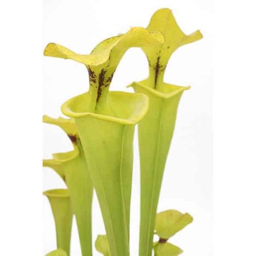 kaT73adWgHBroT9CixCv.jpg kaT73adWgHBroT9CixCv.jpg