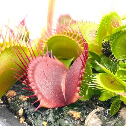 kfmbqCRgfFP1tX035QXq.jpg kfmbqCRgfFP1tX035QXq.jpg