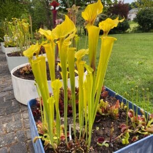 Sarracenia flava var. flava "Goldie"