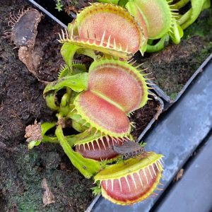 Dionaea  muscipula "CK WB 21/3"