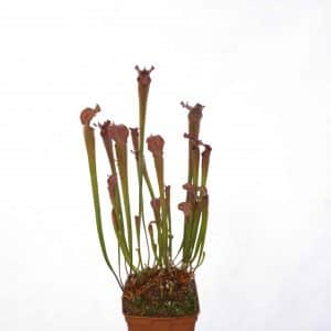 Sarracenia rubra ssp. gulfensis "Very Dark Red Pitchers"
