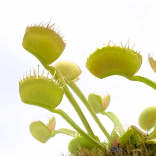 kw3LnU81CmQuGU9LCutX.jpg kw3LnU81CmQuGU9LCutX.jpg