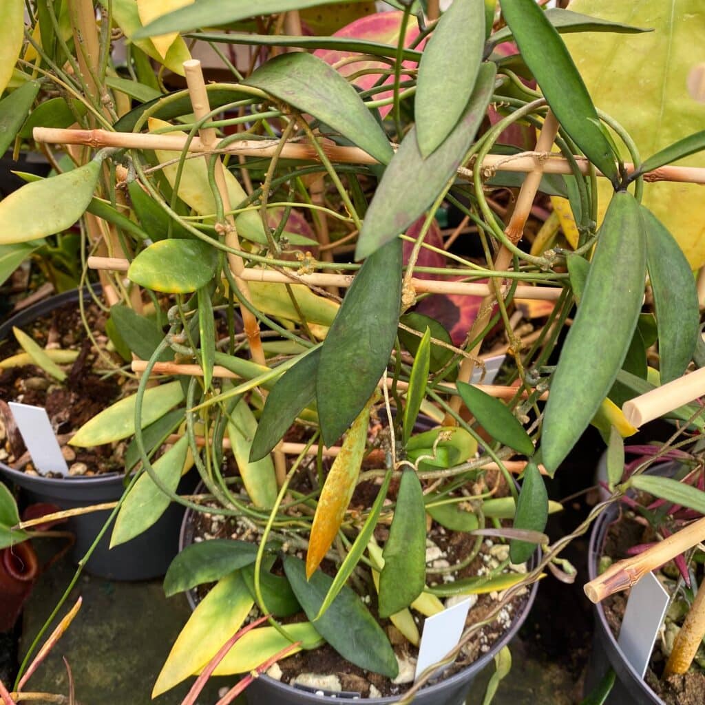 carnivorsandmore – Deine Quelle für seltene Pflanzen Dischidia acutifolia