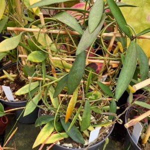 Dischidia acutifolia