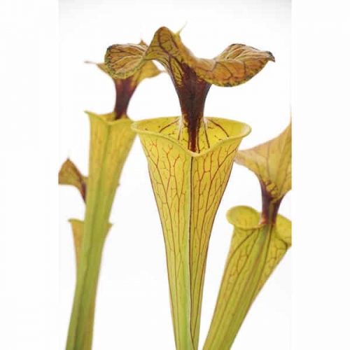 l3s1eysykLfT5QO0QNUE.jpg l3s1eysykLfT5QO0QNUE.jpg