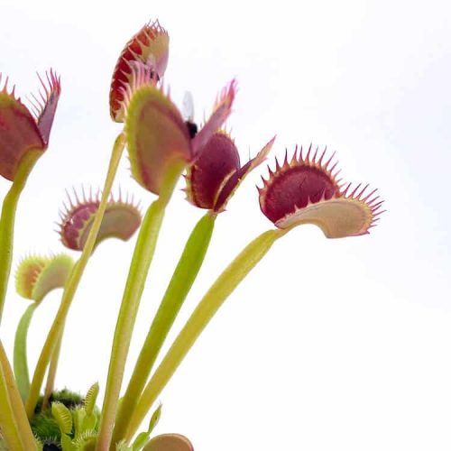 l4BGDL3eDP539hBnEtyy.jpg l4BGDL3eDP539hBnEtyy.jpg