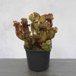 Sarracenia purpurea ssp. purpurea "Wavy Lid"