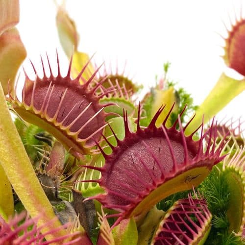 lACEozFz31WNYuCw64Q3-1.jpg lACEozFz31WNYuCw64Q3-1.jpg