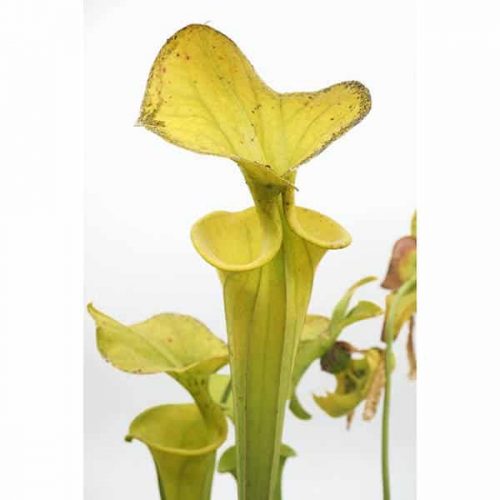 lDSfkYPxSMPAK3YVoCzM.jpg lDSfkYPxSMPAK3YVoCzM.jpg