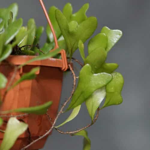 lOVDeRTpGIen2J6KANkP.jpg lOVDeRTpGIen2J6KANkP.jpg