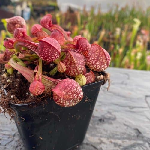 lWX7xhI1xTS1YMdmUIDD.jpg lWX7xhI1xTS1YMdmUIDD.jpg