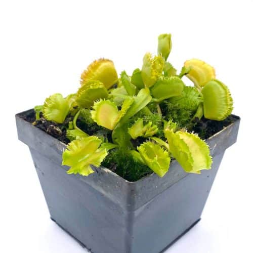 laCELUUS0Ecyc44kqTjq-1.jpg laCELUUS0Ecyc44kqTjq-1.jpg