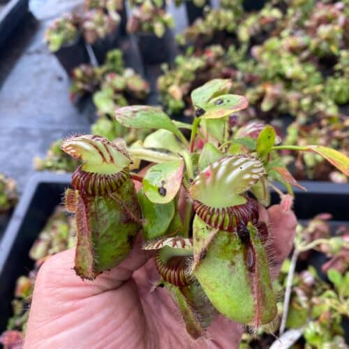 ldV9jSXUDo6WFJJA83UN.jpg ldV9jSXUDo6WFJJA83UN.jpg