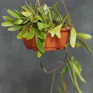 Pyrrosia niphoboloides, ex BoGa Nancy