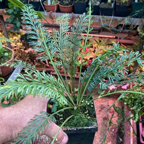 lkbislwpDoxZpfnOGwPd.jpg lkbislwpDoxZpfnOGwPd.jpg