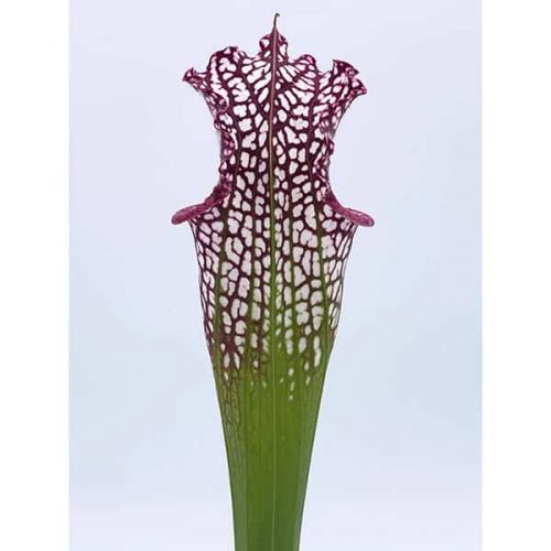 lmIrST3t7onxBzeTqhEr.jpg lmIrST3t7onxBzeTqhEr.jpg