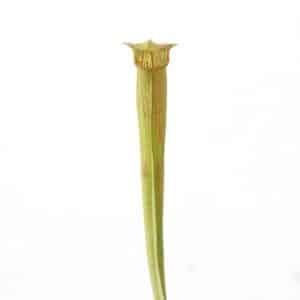 Sarracenia rubra ssp. wherry "Yellow Flower"