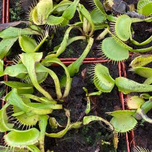 Dionaea muscipula "Green Swamp"