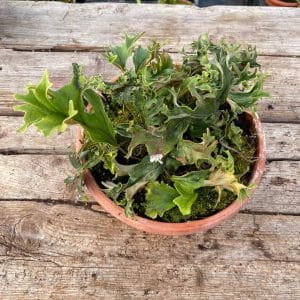 Pyrrosia lingua "Crestate form #3"