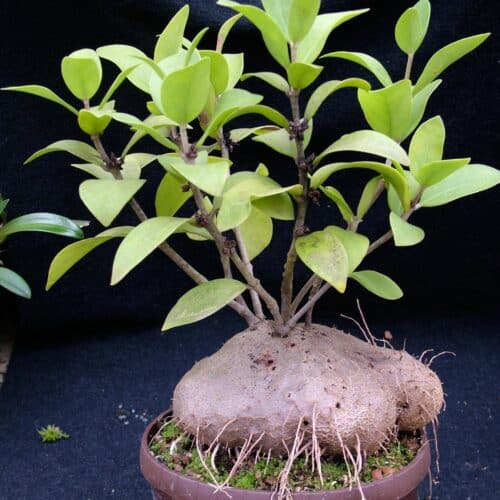 lwfZsAO1Ww6nbPDgGVhw.jpg lwfZsAO1Ww6nbPDgGVhw.jpg