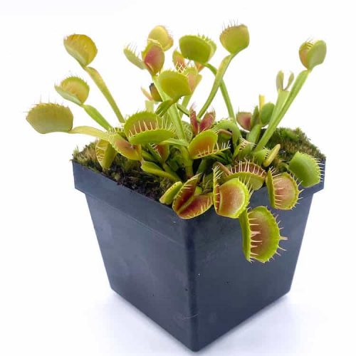 lzV62azCPTynLUCaX7Af.jpg lzV62azCPTynLUCaX7Af.jpg