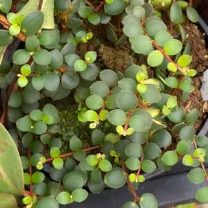 Medinilla sedifolia