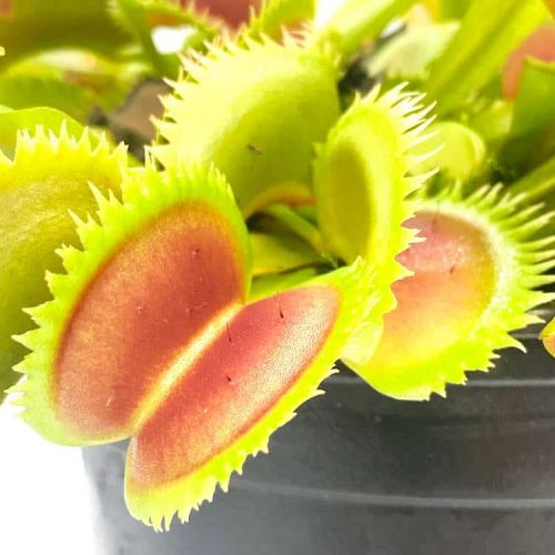 m5Loc8XfNAyJXNlYU15t.jpg m5Loc8XfNAyJXNlYU15t.jpg