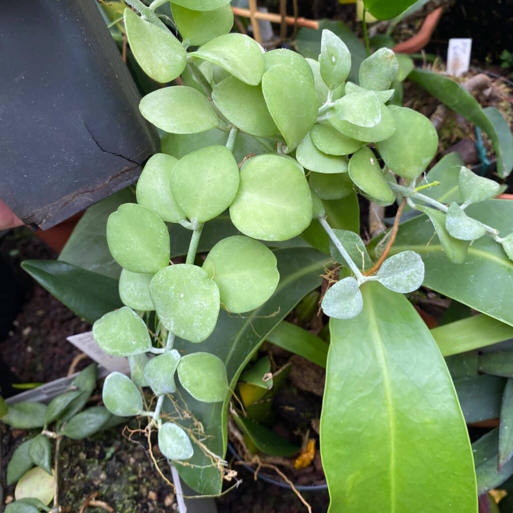 Dischidia spec. Geria